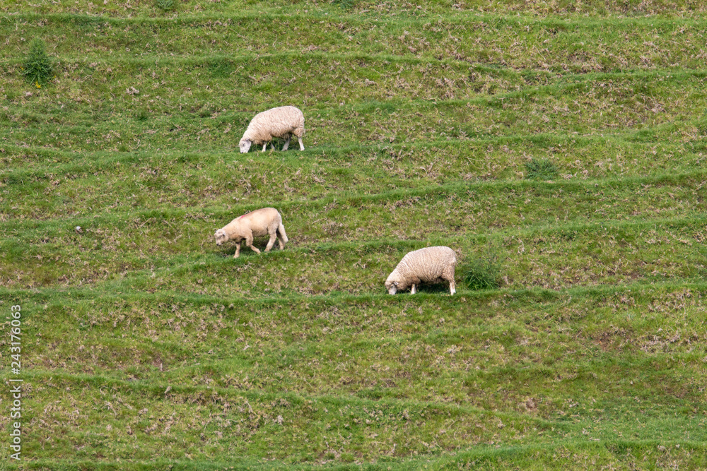Sheep of New Zeland