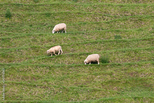 Sheep of New Zeland