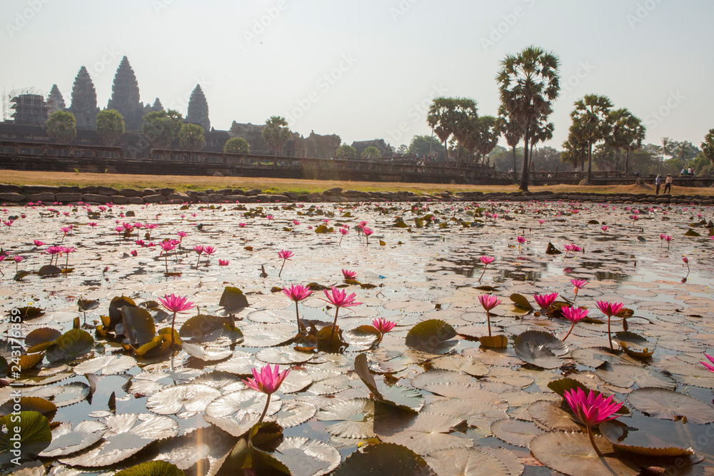 flores ankor wat