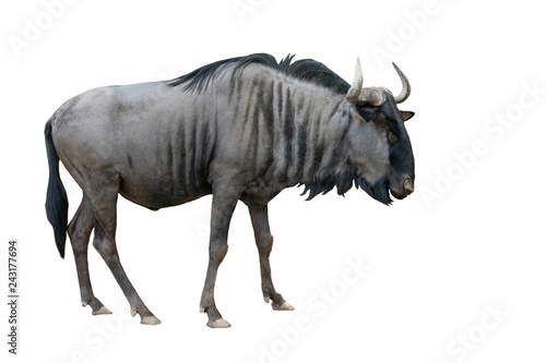 wildebeest isolated on white background photo