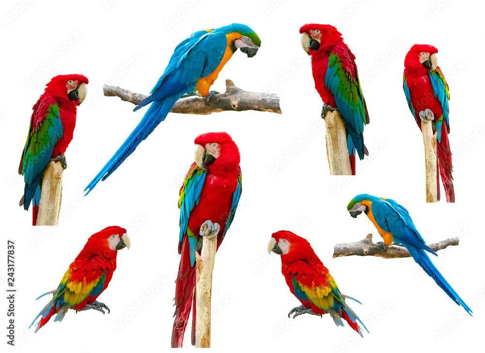 Naklejka premium Macaw parrot isolated on white background