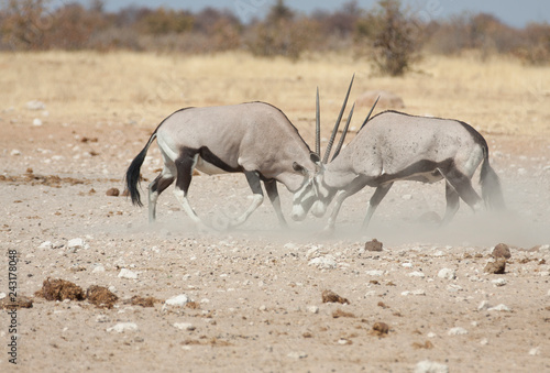 Oryx Etosha Namibia