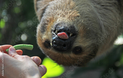 Sloth on the tree eating beans from the hands of people photo
