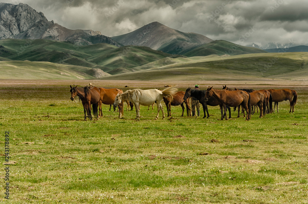 Fototapeta premium Grazing horses in Kyrgyzstan