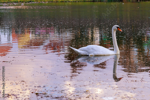 Two young swans swimming away looking backward.