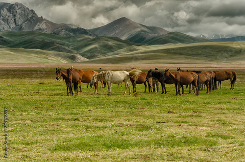 Grazing horses in Kyrgyzstan