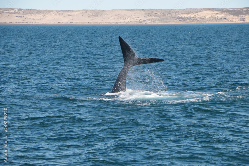 Naklejka premium Baleine franche australe