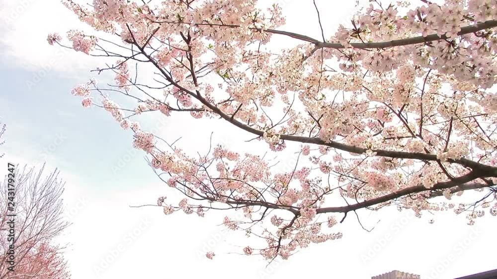 The National Cherry Blossom Festival is a spring celebration in Washington, D.C., commemorating the March 27, 1912, gift of Japanese cherry trees from Mayor Yukio Ozaki of Tokyo City to the city of Wa The National Cherry Blossom Festival is a spring celebration in Washington, D.C., commemorating the March 27, 1912, gift of Japanese cherry trees from Mayor Yukio Ozaki of Tokyo City to the city of Wa