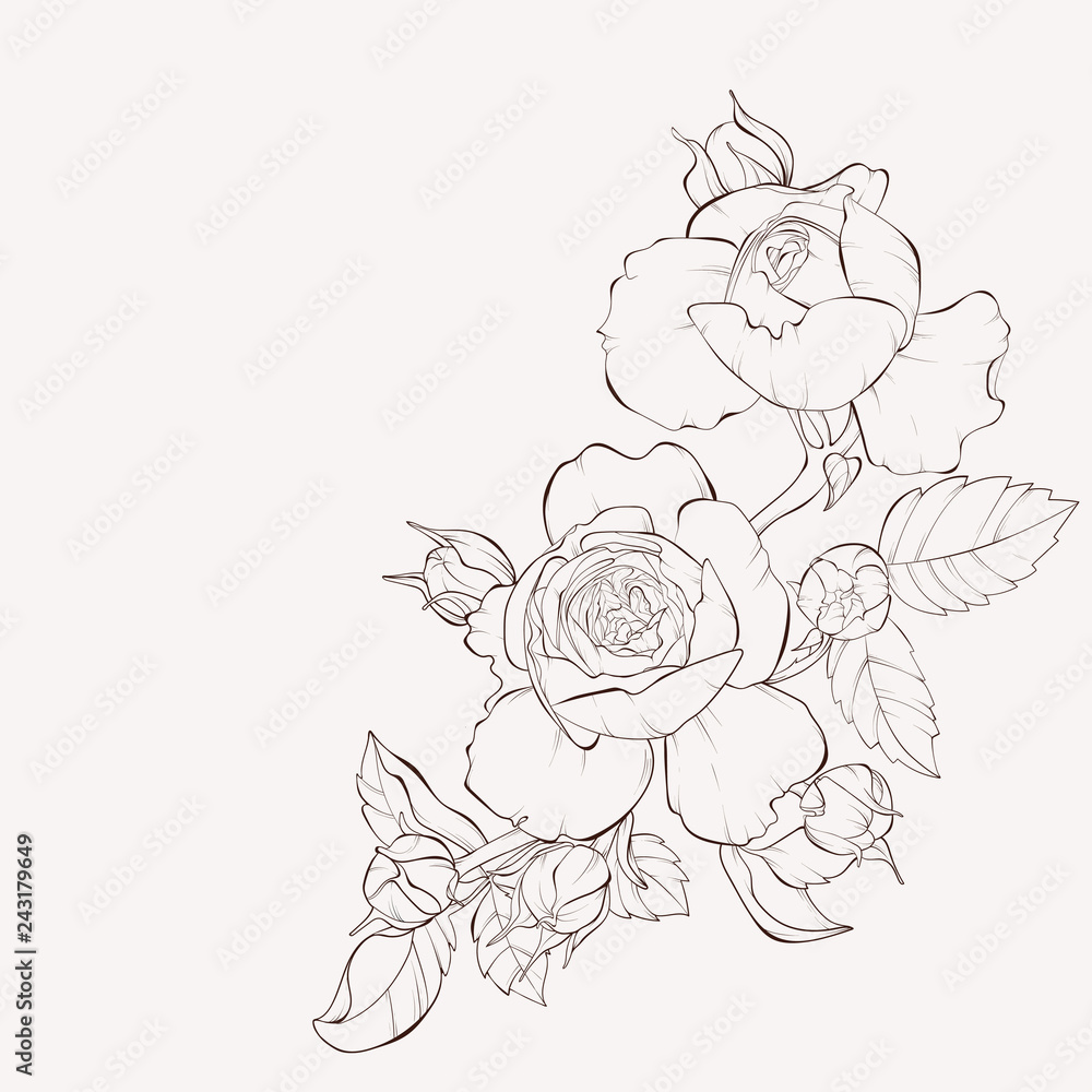 Fototapeta premium Vector rose flower . Element for design. Hand-drawn contour lines and strokes.