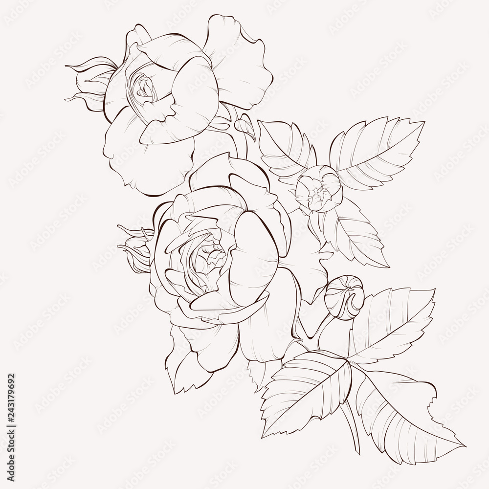 Vector rose flower . Element for design. Hand-drawn contour lines and strokes. Vector rose flower . Element for design. Hand-drawn contour lines and strokes.