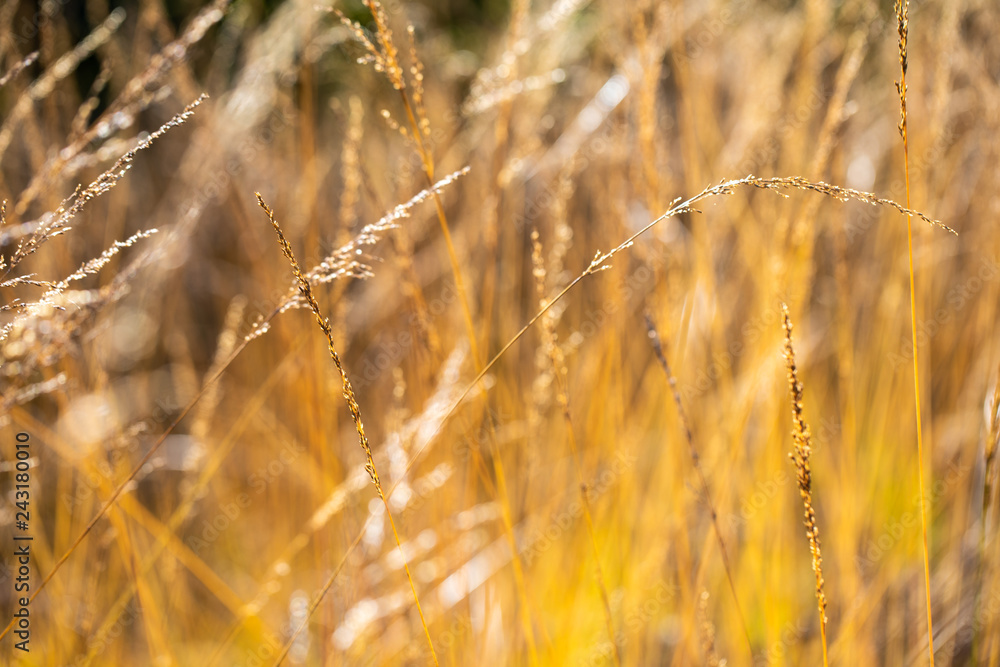 gold field gold field