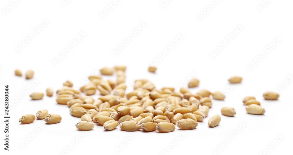 wheat grain macro isolated on white background wheat grain macro isolated on white background