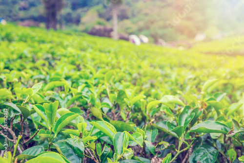 Close up leaf of fresh green tea at tea plantation in Sri Lanka
