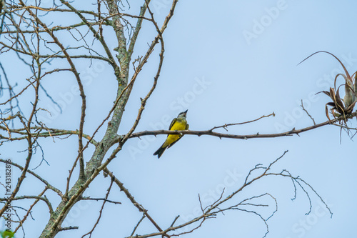 Bird resting on a tree © Jair Fonseca