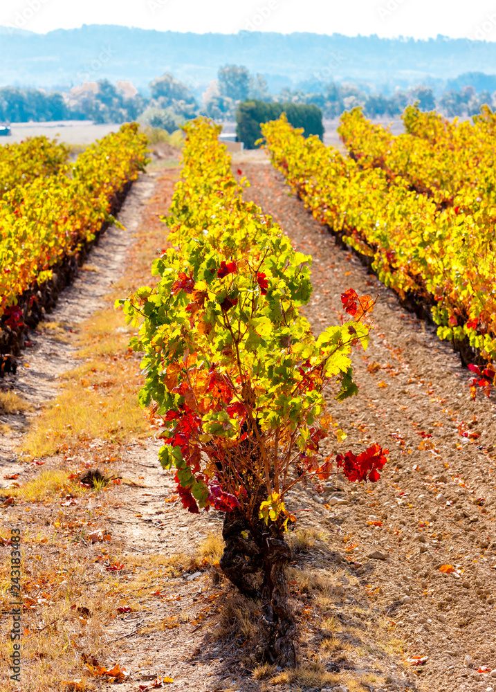 autumn vineyards in France