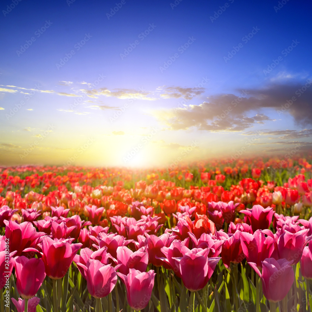 Fototapeta premium colored tulip fields in the Netherlands in spring at sunset