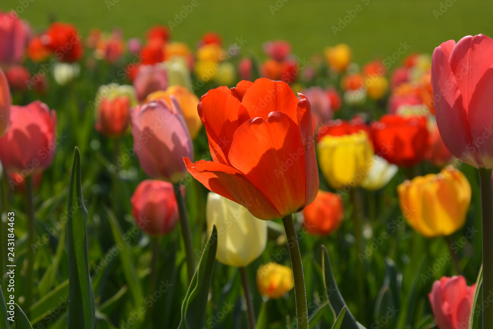 Tulpen - Tulipa