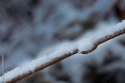 Frozen stick with snow, frusen gren med snö