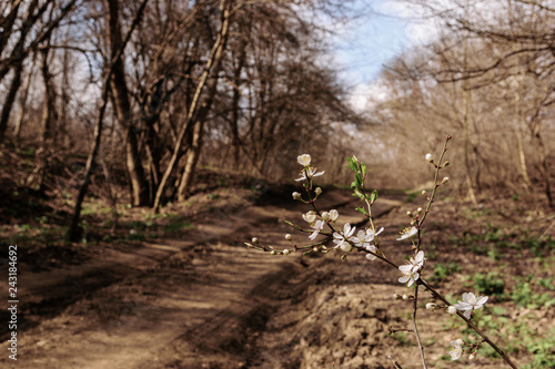 A branch of a spring flowering tree on a country road and bare trees background in early spring