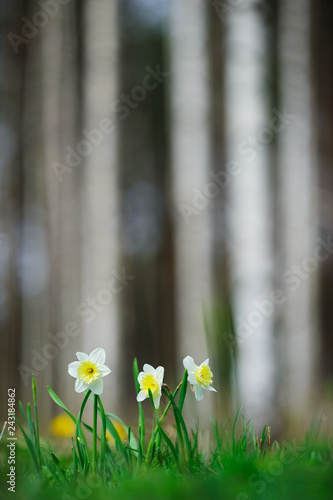 White daffodils in springtime