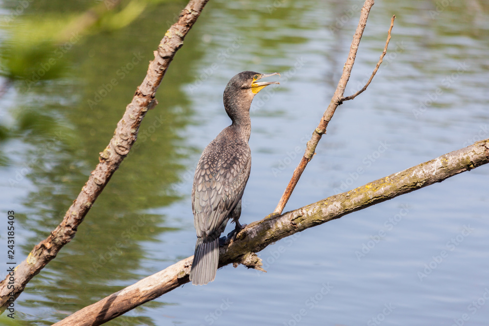 Fototapeta premium Kormoran sitzt auf einem Ast über dem Wasser und sonnt sich