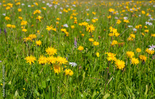 Green mountain meadow with colored mountain flowers as a background or texture. Medicinal plant Arnica (Arnica montana) blooms in alpine meadow. © Viktoria