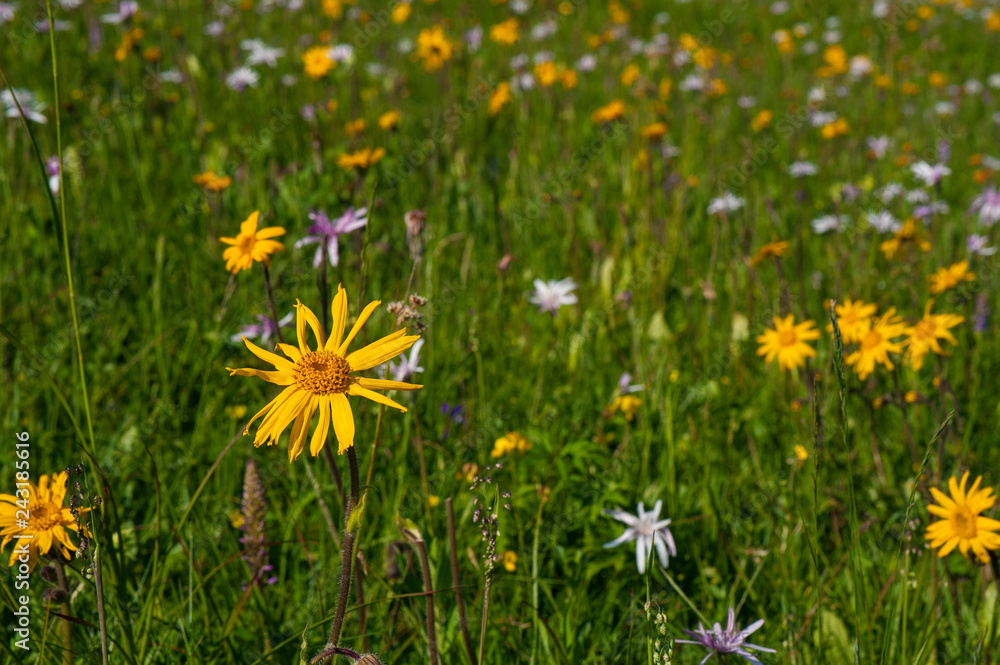 Green mountain meadow with colored mountain flowers as a background or texture. Medicinal plant Arnica (Arnica montana) blooms in alpine meadow.