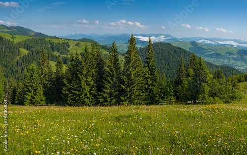 Meadow flowers and herbs bloom in the Carpathians against the backdrop of forests and mountains in the summer. Medicinal plant Arnica  Arnica montana  blooms in alpine meadow.