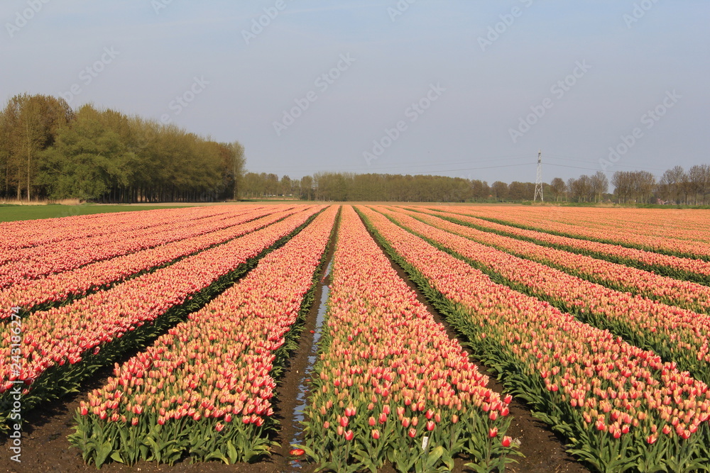 beautiful symmetric bulb field with red tulips in the dutch countryside in spring