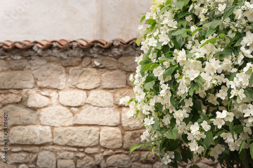 A blooming jasmine near the brick wall
