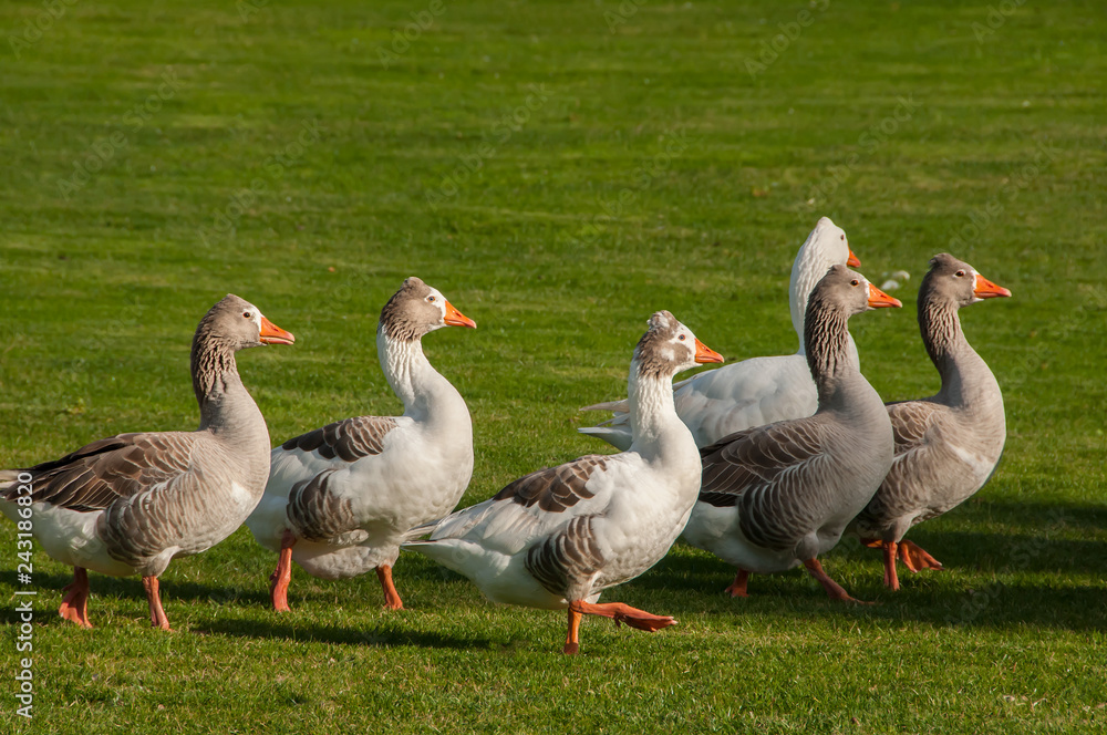 Ducks in their natural environment Ducks in their natural environment