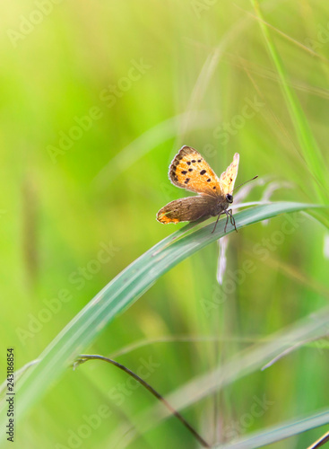 on a blade of grass sits a beautiful orange butterfly on a blurred light green background copy space