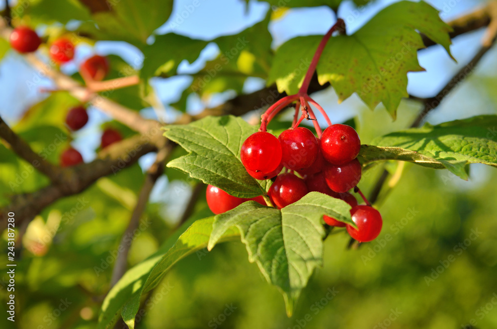 Red, ripe berries of viburnum ripened among the green leaves. Red, ripe berries of viburnum ripened among the green leaves.
