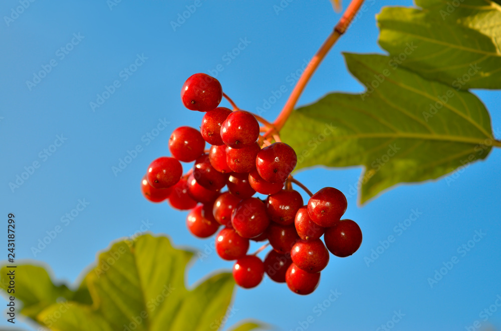 Red, ripe berries of viburnum ripened among the green leaves. Red, ripe berries of viburnum ripened among the green leaves.
