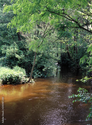 Rawka river, Bolimowska forest, Poland