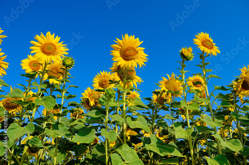 Fototapeta Naklejka Na Ścianę i Meble -  Young sunflowers bloom in field against a blue sky