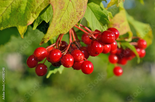 Red, ripe berries of viburnum ripened among the green leaves.