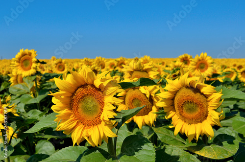 Fototapeta Naklejka Na Ścianę i Meble -  Field of yellow sunflowers against the blue sky