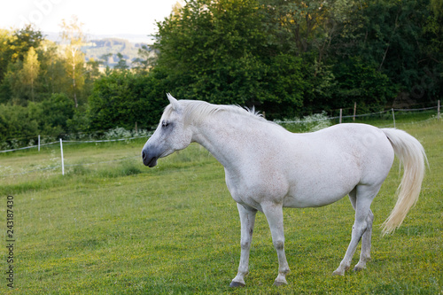 white horse grazing in a spring grass meadow pasture on farm  rural countryside scene