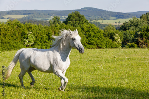 beautiful white horse running in spring pasture meadow on farm, countryside rural scene