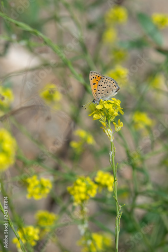 Lycaenidae / Alev Ateşi / Turkish Fiery Copper / Lycaena kefersteinii photo