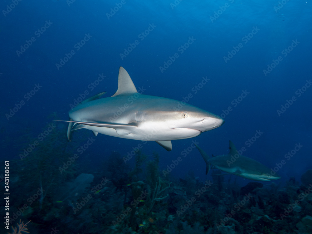 Fototapeta premium Haie