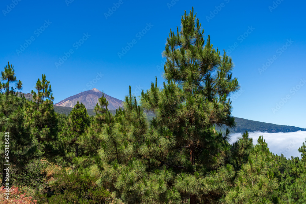 View of the Teide volcano through the forest in the neighborhood of the small town of La Orotava. Tenerife. Canary Islands. Spain.