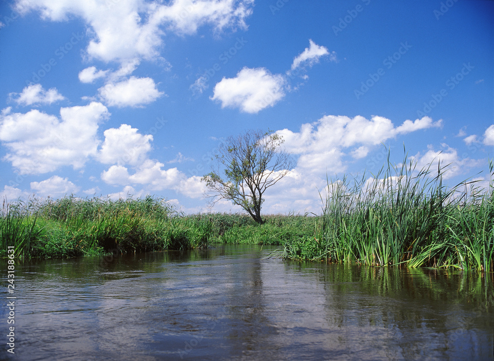 Narew river, water trail, lone tree, Narew National Park, Poland