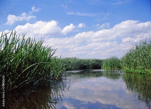 Narew river, water trail, lone tree, Narew National Park, Poland photo