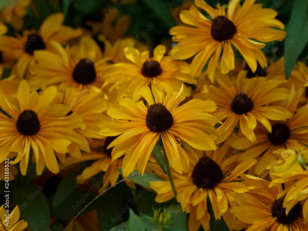 Rudbeckia hirta - Grandes fleurs de Rudbeckies hérissées ou rudbeckies tardives aux capitules jaune doré avec au centre une protubérance noir ou marron foncé Rudbeckia hirta - Grandes fleurs de Rudbeckies hérissées ou rudbeckies tardives aux capitules jaune doré avec au centre une protubérance noir ou marron foncé