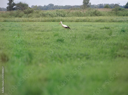 stork, Narew National Park, Podlasie, Poland