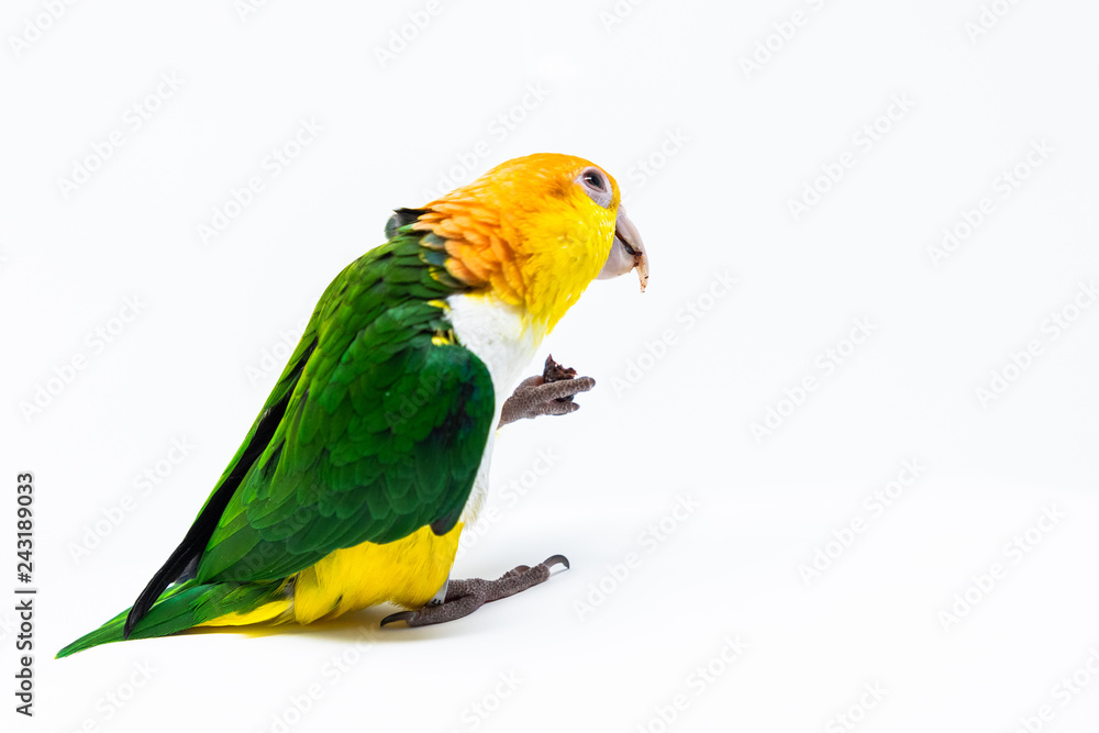 An exotic parrot is eating some nut