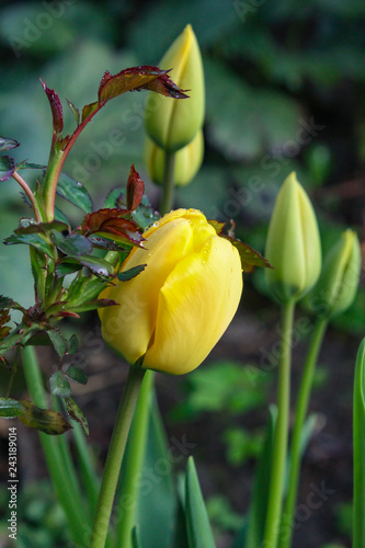 Tulpe mit Rose gemeinsam mit verschlossenen Blüten und Blatt grün