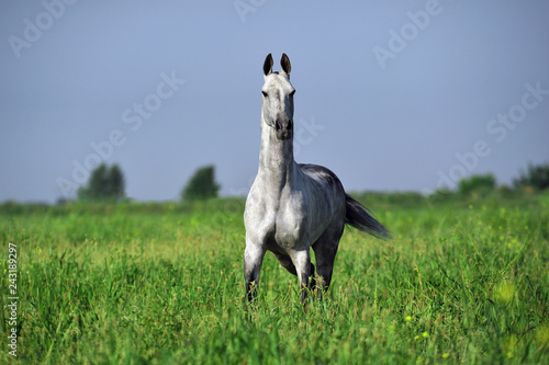 Dapple grey akhal teke stands in the middle of a green pasture photo